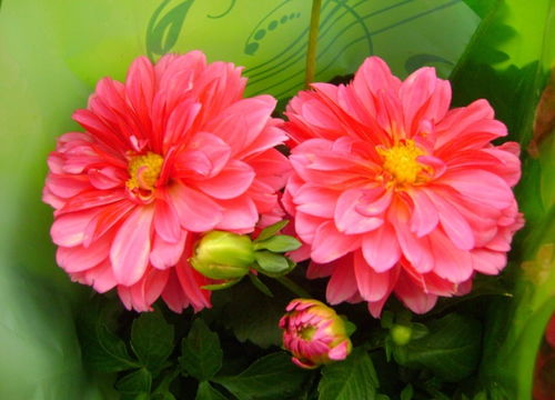 小麗,養(yǎng)殖,注意事項(xiàng),方法