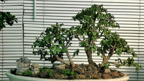 金枝玉葉,修剪,注意事項(xiàng),步驟