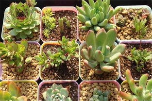 肉肉繁殖方法和注意事項(xiàng)