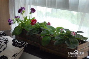 注意事項,養(yǎng)七彩花