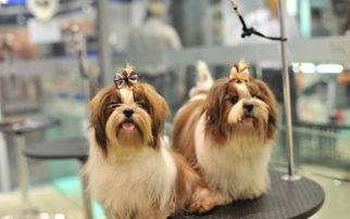 面料拉毛注意事項(xiàng),墻面拉毛注意事項(xiàng),室內(nèi)地坪拉毛注意事項(xiàng)