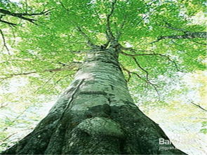 樹(shù)移栽注意事項(xiàng),移樹(shù)注意事項(xiàng),石灰水刷樹(shù)的注意事項(xiàng)