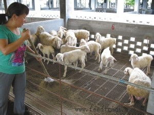 養(yǎng)羊的注意事項(xiàng),養(yǎng)羊技巧和注意事項(xiàng),新手養(yǎng)羊注意事項(xiàng)