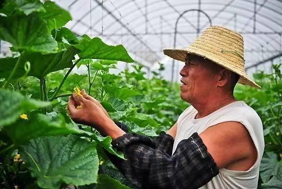 授粉,核桃,注意事項(xiàng)