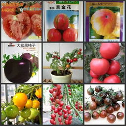 番茄苗移栽需要注意事項(xiàng)