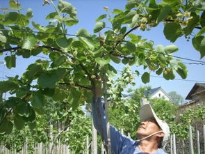 獼猴桃的食用方法與注意事項,獼猴桃存放注意事項,吃獼猴桃注意事項