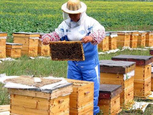 蜜蜂秋繁的注意事項,蜜蜂春繁注意事項,蜜蜂轉(zhuǎn)場注意事項