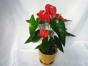 怎樣養(yǎng)紅掌應(yīng)該注意什么,紅掌的養(yǎng)殖方法和注意事項(xiàng)有哪些的養(yǎng)殖方法和注意事項(xiàng),水培紅掌的養(yǎng)殖方法和注意事項(xiàng)有哪些