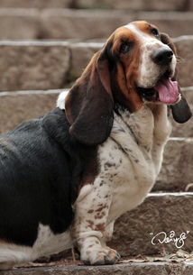 寵物狗生產(chǎn)后注意事項,寵物狗挑選時的注意事項,寵物狗接生注意事項