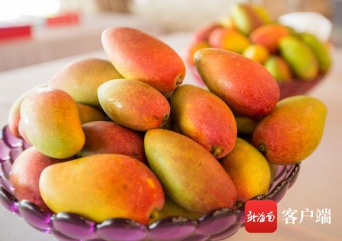 三亞芒果郵寄注意事項(xiàng)