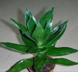 水培,觀音,養(yǎng)殖,注意事項