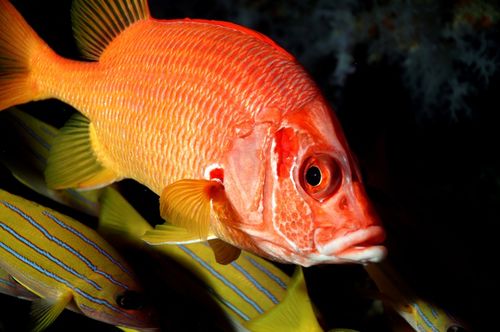 養(yǎng)慈鯛魚的注意事項,養(yǎng)馬犬的注意事項,個人養(yǎng)馬注意事項