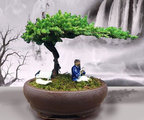 紫薇盆景的養(yǎng)護(hù)及注意事項,榆樹盆景養(yǎng)護(hù)和注意事項,博蘭盆景養(yǎng)護(hù)注意事項