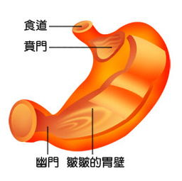 手術后,注意事項,賁門癌