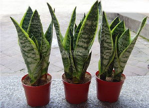 虎尾蘭怎么養(yǎng)殖方法和注意事項(xiàng)