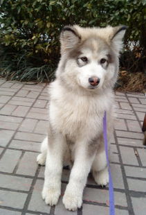 阿拉斯加飼養(yǎng)注意事項,阿拉斯加飲食注意事項,阿拉斯加幼犬注意事項