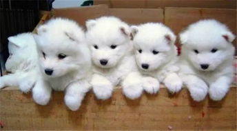 養(yǎng)薩摩耶幼犬注意事項