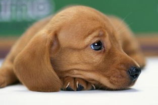 訓(xùn)狗注意事項(xiàng)