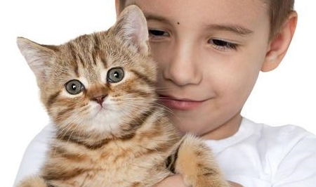 家有小孩養(yǎng)貓有什么注意事項,初學(xué)者養(yǎng)貓注意事項,養(yǎng)貓常識及注意事項