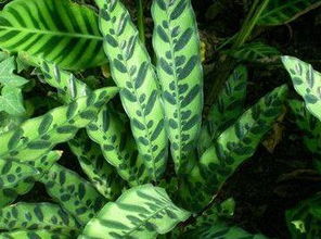 花葉竹芋的養(yǎng)殖方法和注意事項(xiàng)