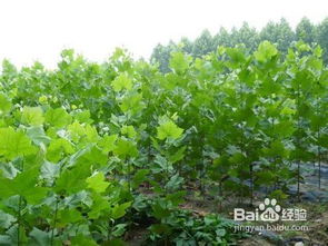 移栽后桔子樹注意事項