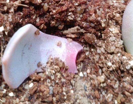 多肉葉片出芽注意事項(xiàng)