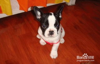 養(yǎng)殖,注意事項,法牛犬