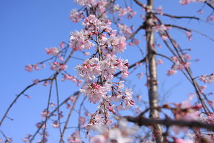 與日本人談判時(shí)的注意事項(xiàng),美國(guó)人和日本人做生意注意事項(xiàng),拜訪日本人的注意事項(xiàng)