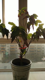 棕櫚樹,修剪,注意事項