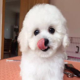 比熊冠狀病毒的成活率,比熊冠狀病毒癥狀,比熊冠狀病毒怎么治療