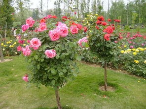 樹狀,月季,春季,注意事項