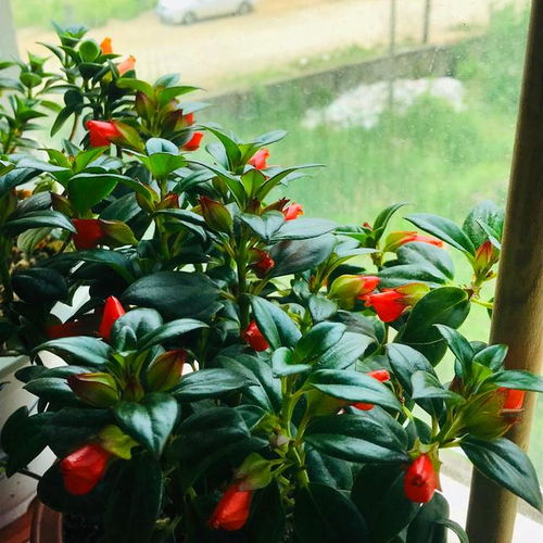 吊蘭,開(kāi)花,注意事項(xiàng)