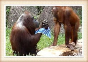 動物園,注意事項,約會