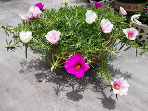 注意事項(xiàng),做標(biāo)花