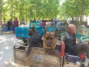 領(lǐng)養(yǎng)成年狗狗注意事項(xiàng),領(lǐng)養(yǎng)成年泰迪的注意事項(xiàng),領(lǐng)養(yǎng)成年藍(lán)貓注意事項(xiàng)