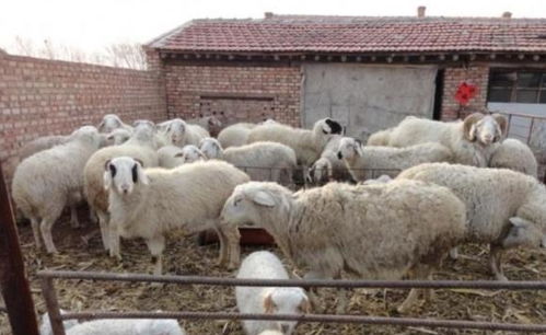農(nóng)村養(yǎng)羊注意事項(xiàng)
