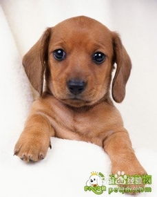 注意事項,寵物狗,生產(chǎn)