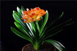 君子蘭,花蕾,注意事項(xiàng)