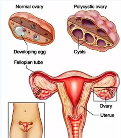 孕期注意事項及飲食禁忌,孕期睡姿的注意事項,孕期養(yǎng)貓注意事項