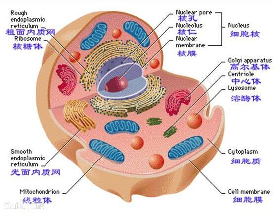 線粒體,注意事項(xiàng),分離