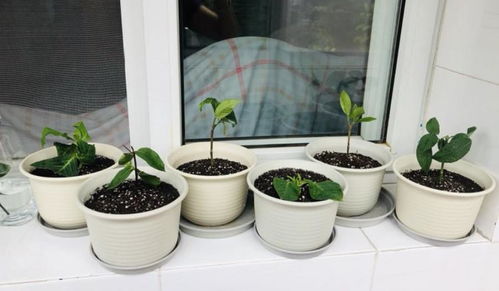 注意事項,養(yǎng)花,秞瓷盆