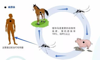 乙腦病毒培養(yǎng)注意事項