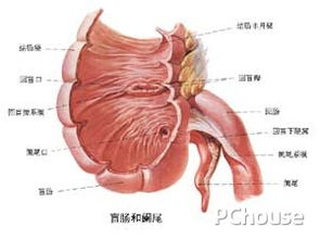 闌尾炎開(kāi)刀注意事項(xiàng)開(kāi)好以后要注意什么,闌尾炎開(kāi)刀后注意事項(xiàng),闌尾炎開(kāi)刀前注意事項(xiàng)