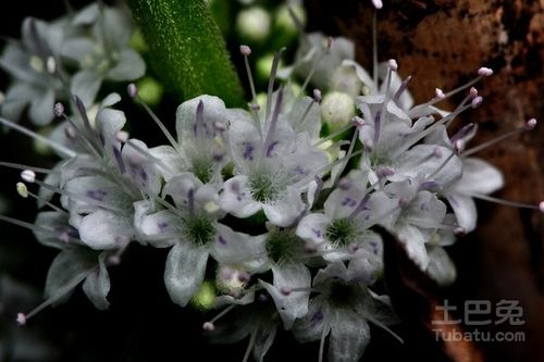 薄荷花怎么養(yǎng)殖方法和注意事項(xiàng)