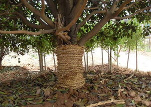 夏季移栽樹木注意事項(xiàng),冬季移栽樹木注意事項(xiàng),秋季移栽樹木注意事項(xiàng)