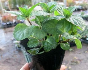 薄荷,養(yǎng)殖,注意事項(xiàng),方法