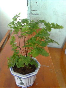 植物引種注意事項(xiàng)