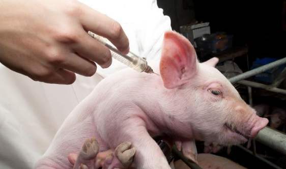 宮頸癌疫苗注意事項,宮頸預苗注意事項,疫苗接種后注意事項