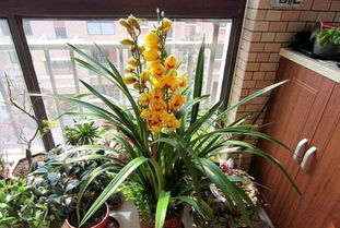 大葉蕙蘭的養(yǎng)殖方法和注意事項(xiàng)