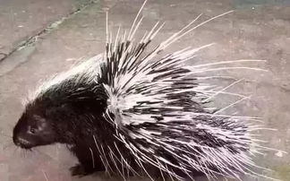 豪豬,產(chǎn)子,注意事項